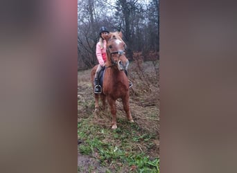 Más ponis/caballos pequeños Mestizo, Caballo castrado, 19 años, 141 cm, Alazán