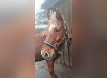 Más ponis/caballos pequeños Mestizo, Caballo castrado, 19 años, 141 cm, Alazán