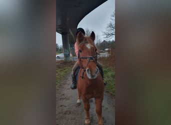 Más ponis/caballos pequeños Mestizo, Caballo castrado, 19 años, 141 cm, Alazán