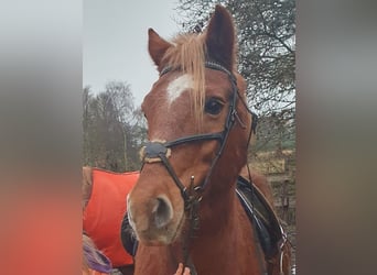 Más ponis/caballos pequeños Mestizo, Caballo castrado, 19 años, 141 cm, Alazán