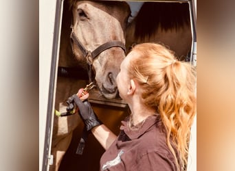 Más ponis/caballos pequeños, Caballo castrado, 1 año, 140 cm, Bayo