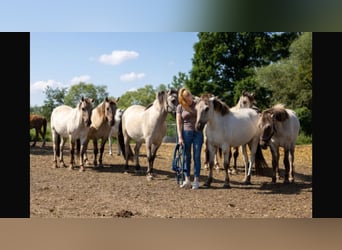 Más ponis/caballos pequeños, Caballo castrado, 1 año, 140 cm, Bayo