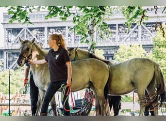 Más ponis/caballos pequeños, Caballo castrado, 1 año, 140 cm, Bayo