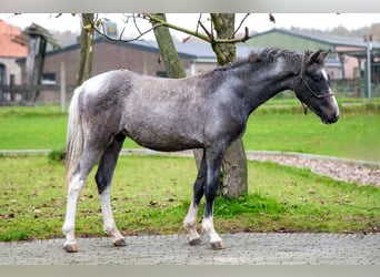 Más ponis/caballos pequeños, Caballo castrado, 1 año, 147 cm, Tordo