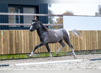 Más ponis/caballos pequeños, Caballo castrado, 1 año, 147 cm, Tordo