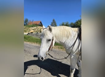 Más ponis/caballos pequeños Mestizo, Caballo castrado, 20 años, 135 cm, Tordo rodado