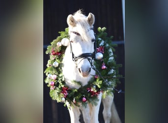 Más ponis/caballos pequeños, Caballo castrado, 24 años, 129 cm, Tordo