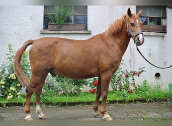 Más ponis/caballos pequeños, Caballo castrado, 24 años, 146 cm, Alazán