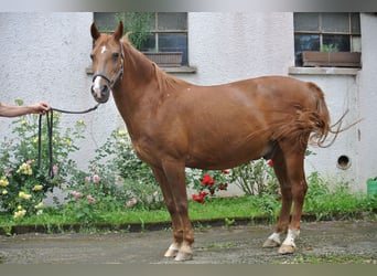 Más ponis/caballos pequeños, Caballo castrado, 24 años, 146 cm, Alazán