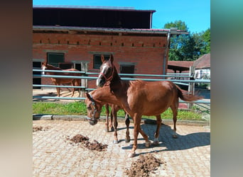 Más ponis/caballos pequeños, Caballo castrado, 24 años, 146 cm, Alazán