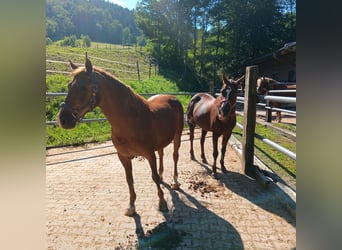 Más ponis/caballos pequeños, Caballo castrado, 24 años, 146 cm, Alazán