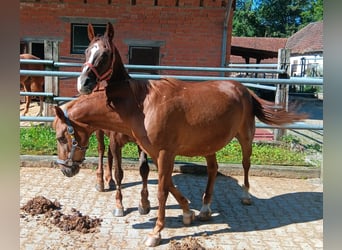 Más ponis/caballos pequeños, Caballo castrado, 25 años, 146 cm, Alazán