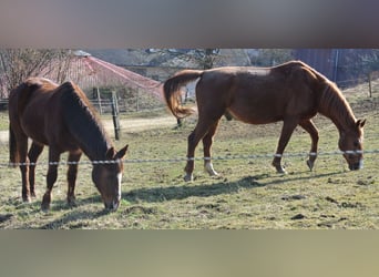 Más ponis/caballos pequeños, Caballo castrado, 25 años, 146 cm, Alazán