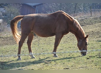 Más ponis/caballos pequeños, Caballo castrado, 25 años, 146 cm, Alazán