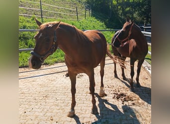 Más ponis/caballos pequeños, Caballo castrado, 25 años, 146 cm, Alazán