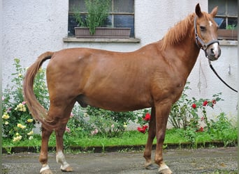 Más ponis/caballos pequeños, Caballo castrado, 25 años, 146 cm, Alazán