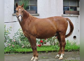 Más ponis/caballos pequeños, Caballo castrado, 25 años, 146 cm, Alazán