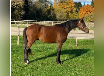 Más ponis/caballos pequeños, Caballo castrado, 2 años, 143 cm, Castaño