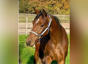 Más ponis/caballos pequeños, Caballo castrado, 2 años, 143 cm, Castaño