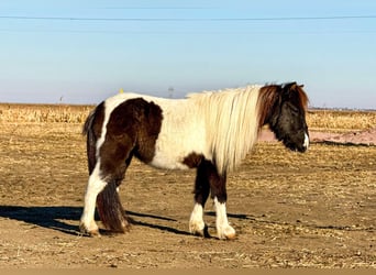 Más ponis/caballos pequeños, Caballo castrado, 2 años