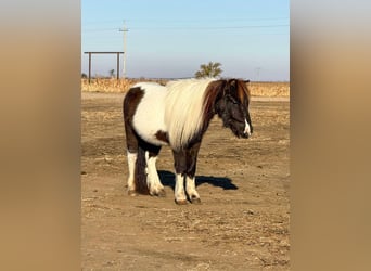 Más ponis/caballos pequeños, Caballo castrado, 2 años