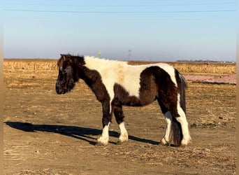 Más ponis/caballos pequeños, Caballo castrado, 2 años