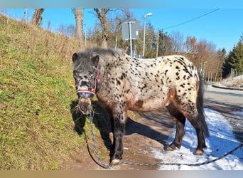 Más ponis/caballos pequeños, Caballo castrado, 3 años, 112 cm, Atigrado/Moteado