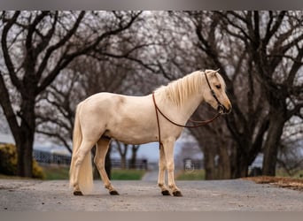 Más ponis/caballos pequeños, Caballo castrado, 3 años, 112 cm, Palomino