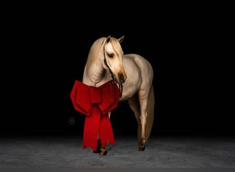 Más ponis/caballos pequeños, Caballo castrado, 3 años, 112 cm, Palomino