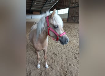 Más ponis/caballos pequeños, Caballo castrado, 3 años, 120 cm, Palomino