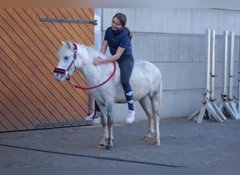 Más ponis/caballos pequeños, Caballo castrado, 3 años, 125 cm, Tordo