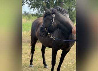 Más ponis/caballos pequeños, Caballo castrado, 3 años, 135 cm, Castaño