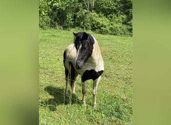 Más ponis/caballos pequeños, Caballo castrado, 3 años, 135 cm, Pío