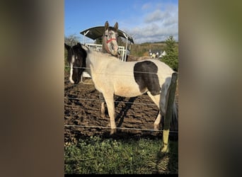 Más ponis/caballos pequeños, Caballo castrado, 3 años, 135 cm, Pío