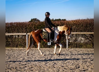 Más ponis/caballos pequeños, Caballo castrado, 3 años, 144 cm, Pío