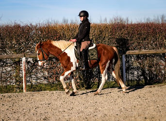 Más ponis/caballos pequeños, Caballo castrado, 3 años, 144 cm, Pío