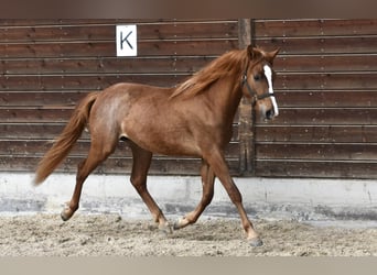 Más ponis/caballos pequeños, Caballo castrado, 3 años, 145 cm, Alazán