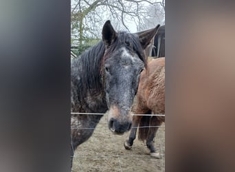 Más ponis/caballos pequeños Mestizo, Caballo castrado, 3 años, 145 cm, Tordillo negro