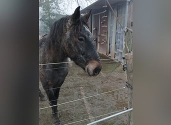 Más ponis/caballos pequeños Mestizo, Caballo castrado, 3 años, 145 cm, Tordillo negro