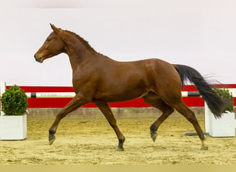 Más ponis/caballos pequeños, Caballo castrado, 3 años, 147 cm, Castaño