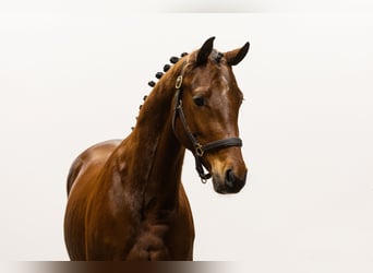 Más ponis/caballos pequeños, Caballo castrado, 3 años, 147 cm, Castaño