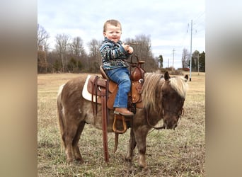 Más ponis/caballos pequeños, Caballo castrado, 3 años, 81 cm, Palomino