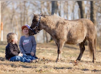 Más ponis/caballos pequeños, Caballo castrado, 3 años, 81 cm, Palomino