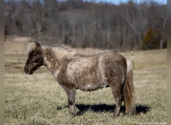 Más ponis/caballos pequeños, Caballo castrado, 3 años, 81 cm, Palomino