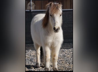 Más ponis/caballos pequeños, Caballo castrado, 3 años, 94 cm, Buckskin/Bayo