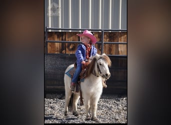 Más ponis/caballos pequeños, Caballo castrado, 3 años, 94 cm, Buckskin/Bayo