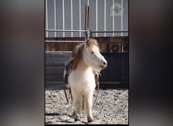 Más ponis/caballos pequeños, Caballo castrado, 3 años, 94 cm, Buckskin/Bayo