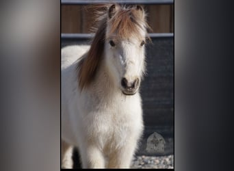 Más ponis/caballos pequeños, Caballo castrado, 3 años, 94 cm, Buckskin/Bayo