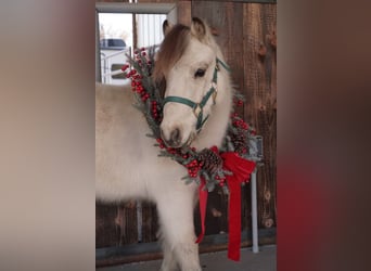 Más ponis/caballos pequeños, Caballo castrado, 3 años, 94 cm, Buckskin/Bayo