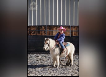 Más ponis/caballos pequeños, Caballo castrado, 3 años, 94 cm, Buckskin/Bayo